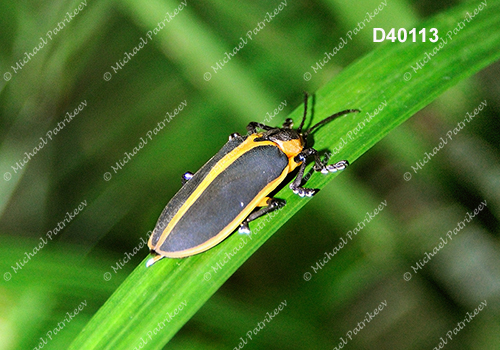 Mecistomela marginata (Hispinae, Chrysomelidae)